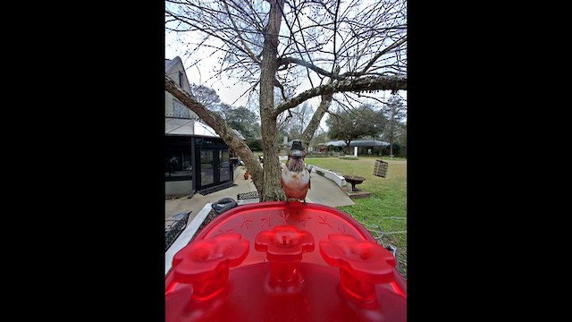 Rufous Hummingbird - ML651747311