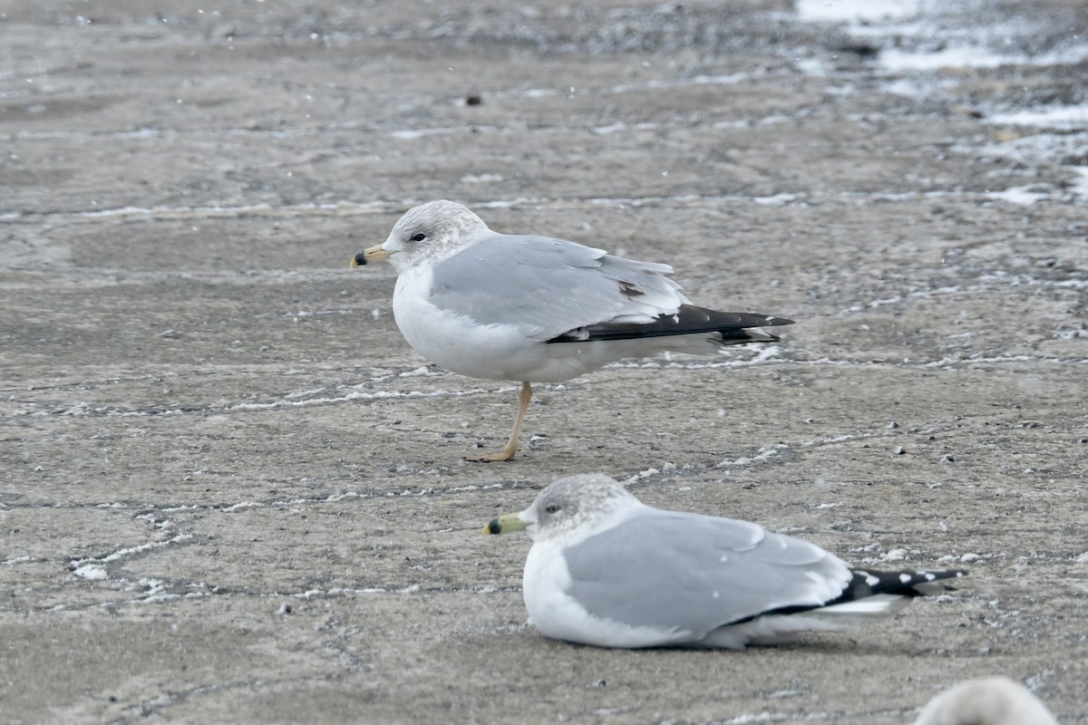 Ring-billed Gull - ML651747444