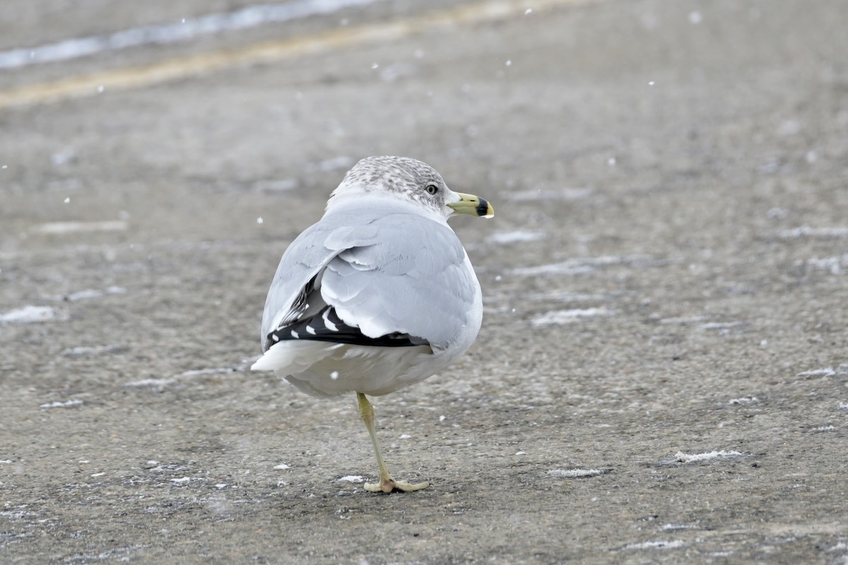 Ring-billed Gull - ML651747445