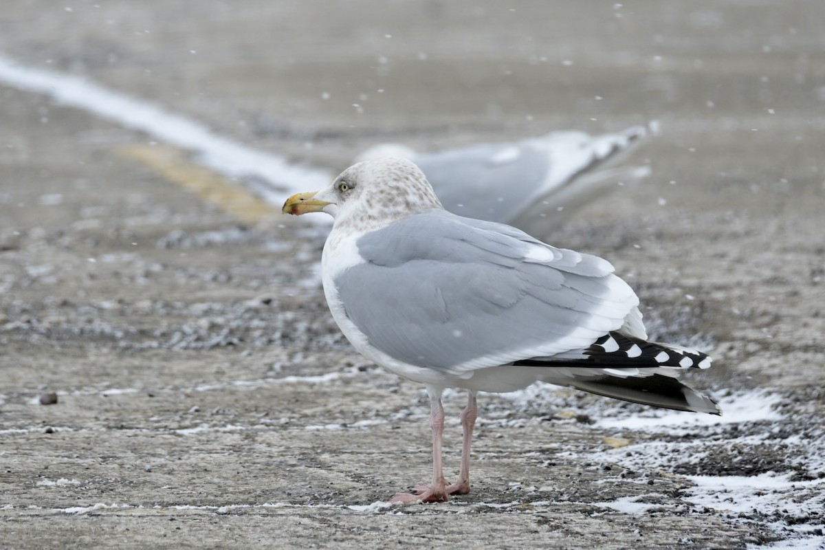 American Herring Gull - ML651747450