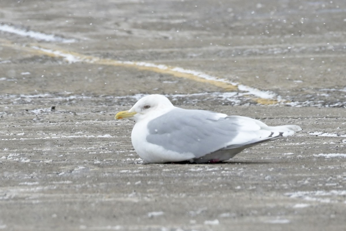 Iceland Gull - ML651747459