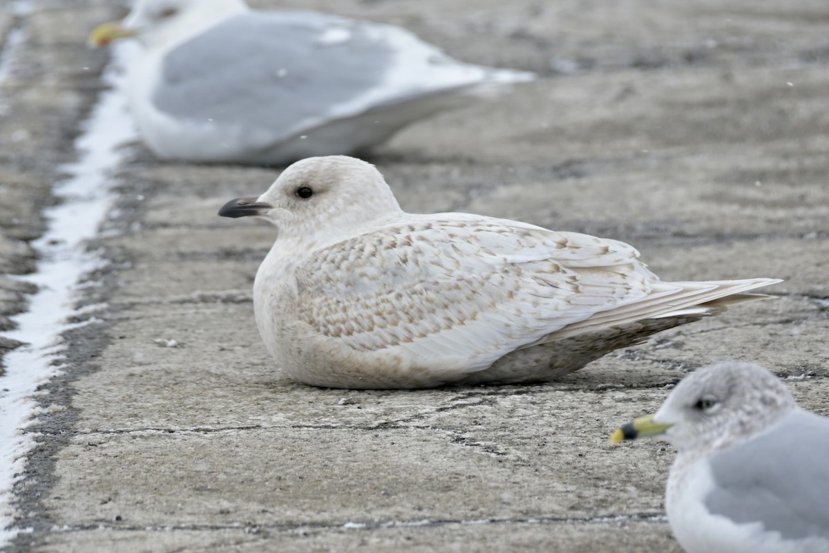 Iceland Gull - ML651747460