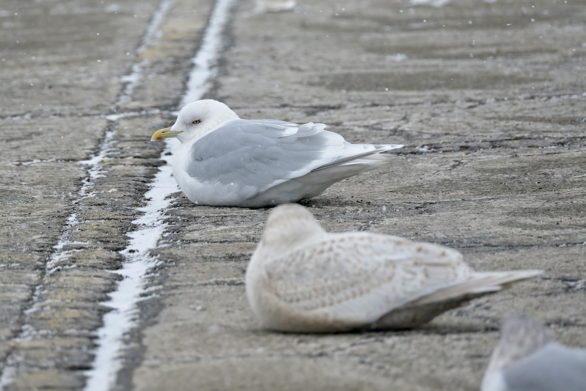 Iceland Gull - ML651747461