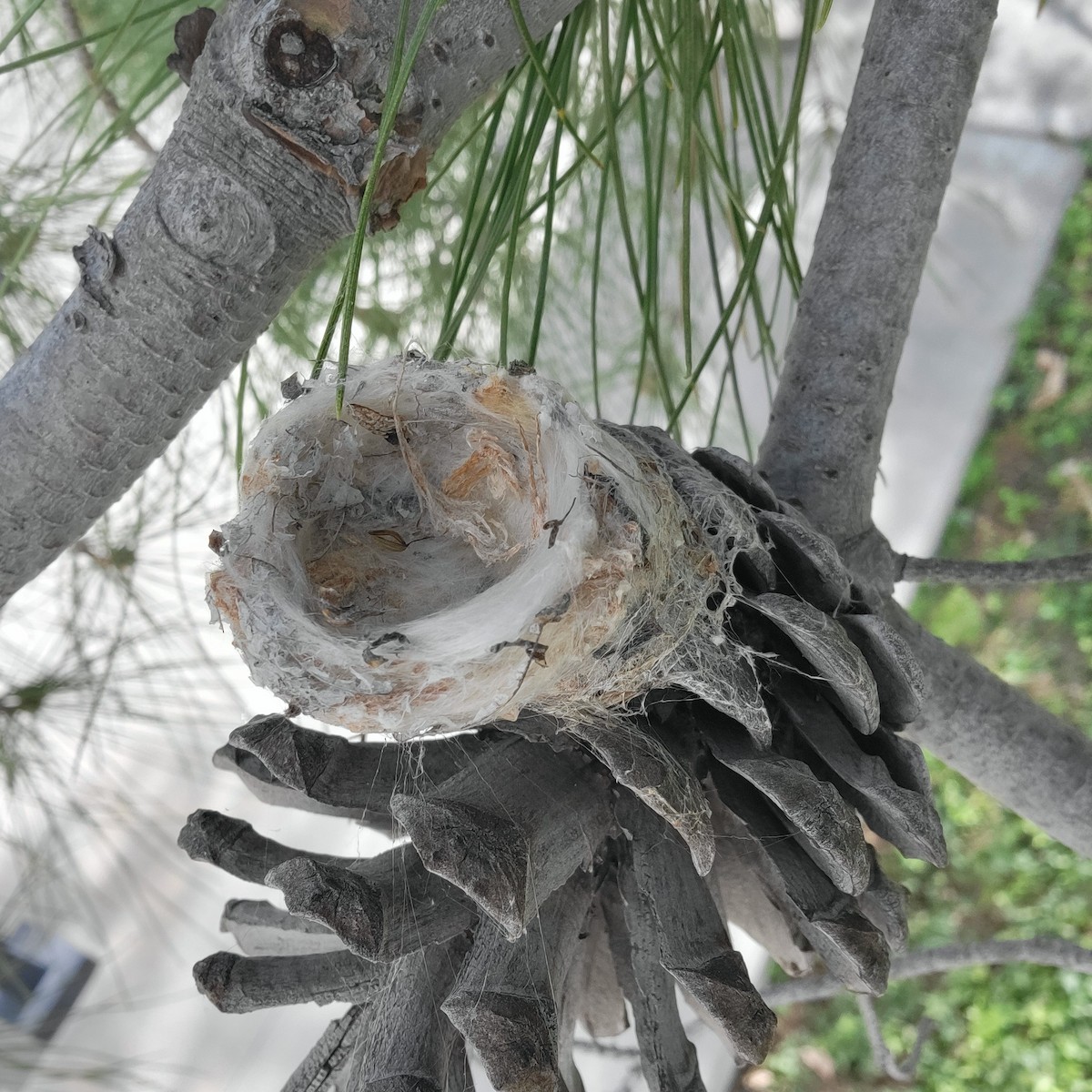 kalypta kalifornská - ML651747987