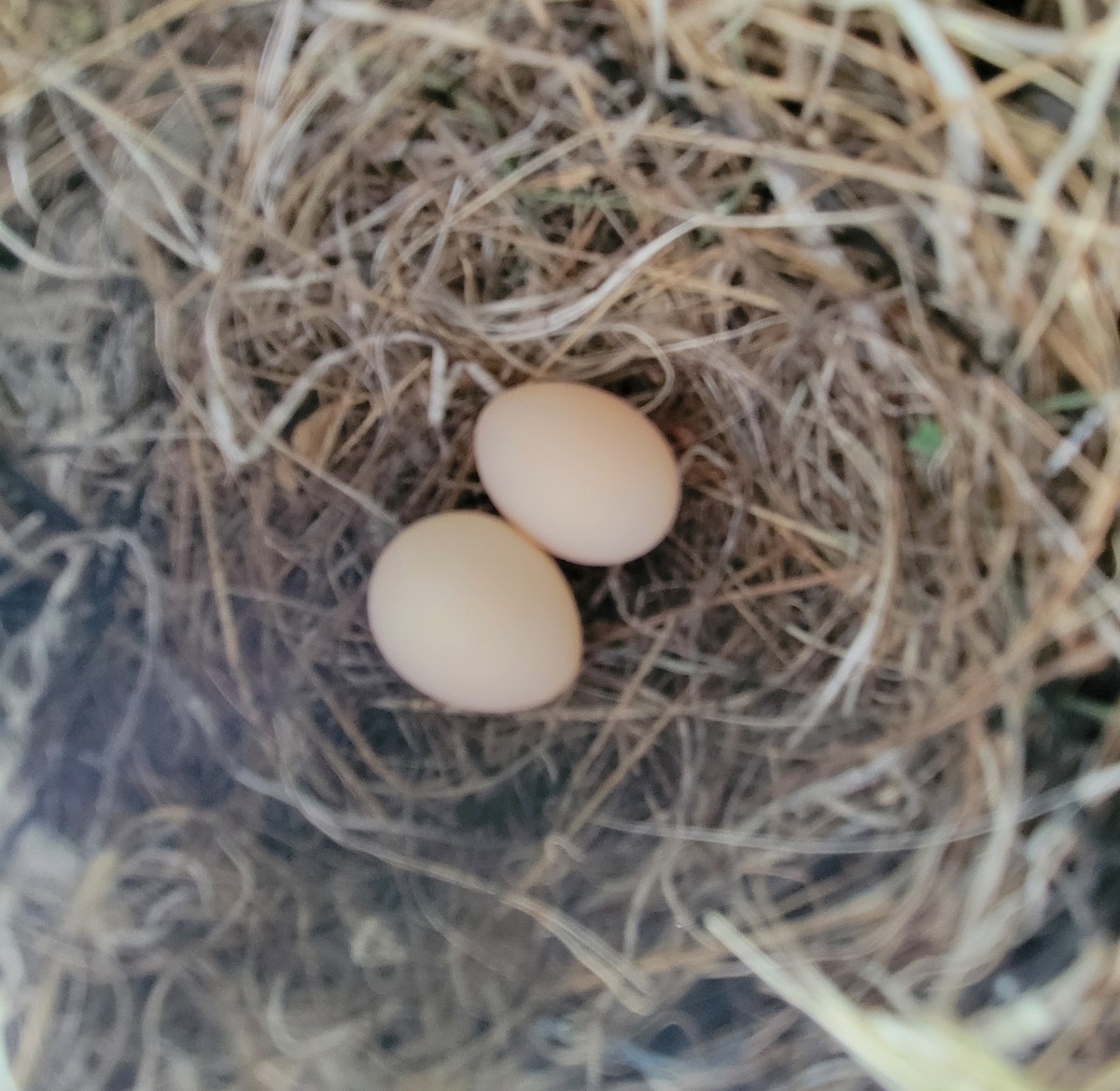 Black Phoebe - ML651748003