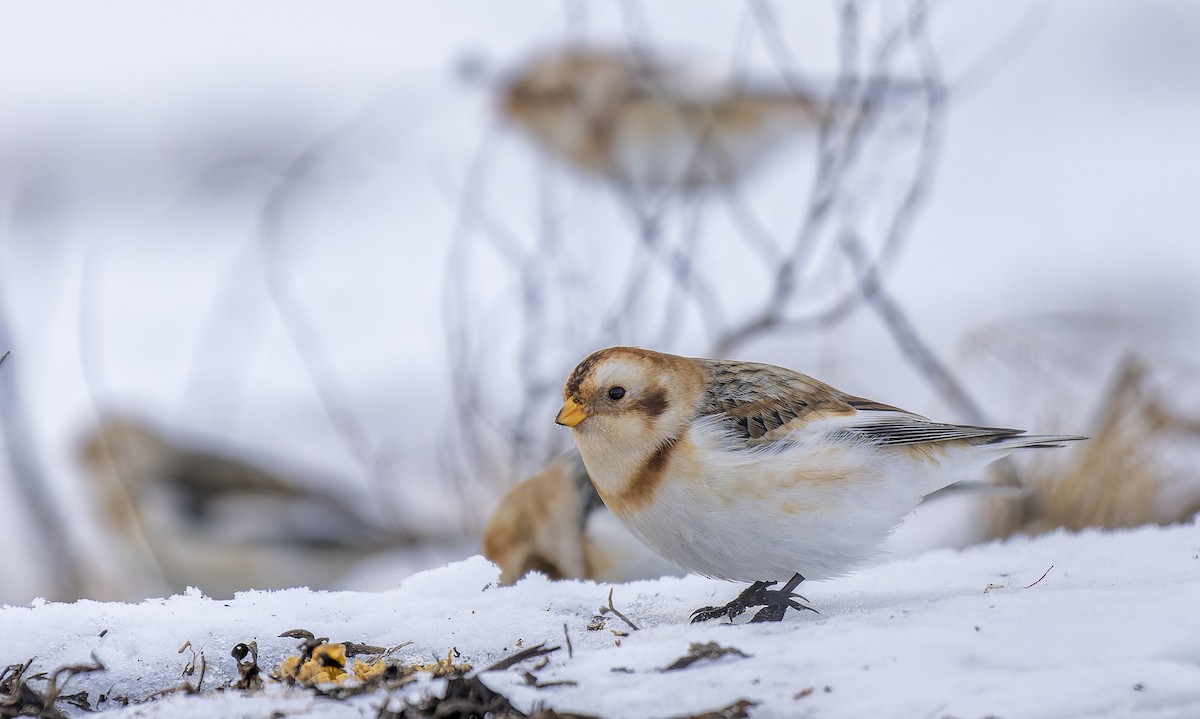 ユキホオジロ - ML651748044