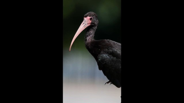 Bare-faced Ibis - ML651748238