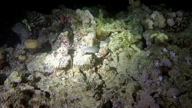 Red Sea Anemone Hermit Crab - ML651748583