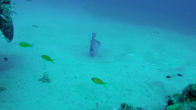 Blue Triggerfish - ML651748973
