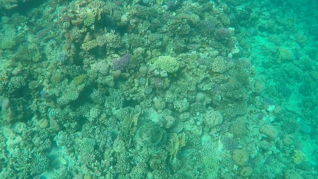 Hawksbill Sea Turtle - ML651749039