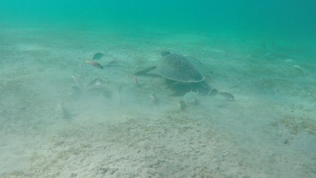 Green Sea Turtle - ML651749041