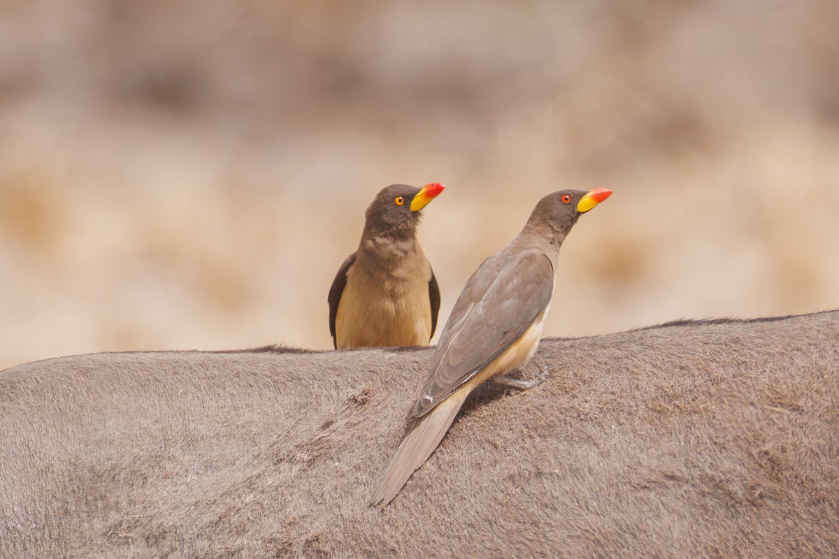 Ґедзеїд жовтодзьобий - ML651749133