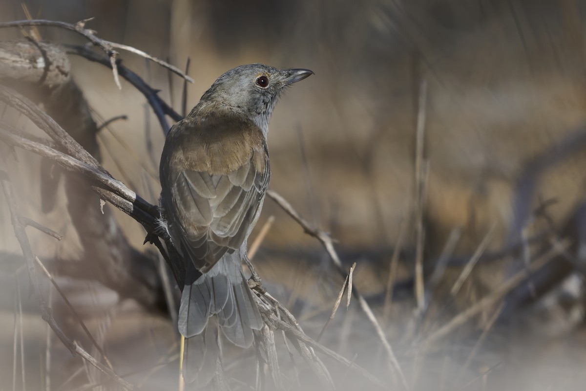 Siffleur gris - ML651749324