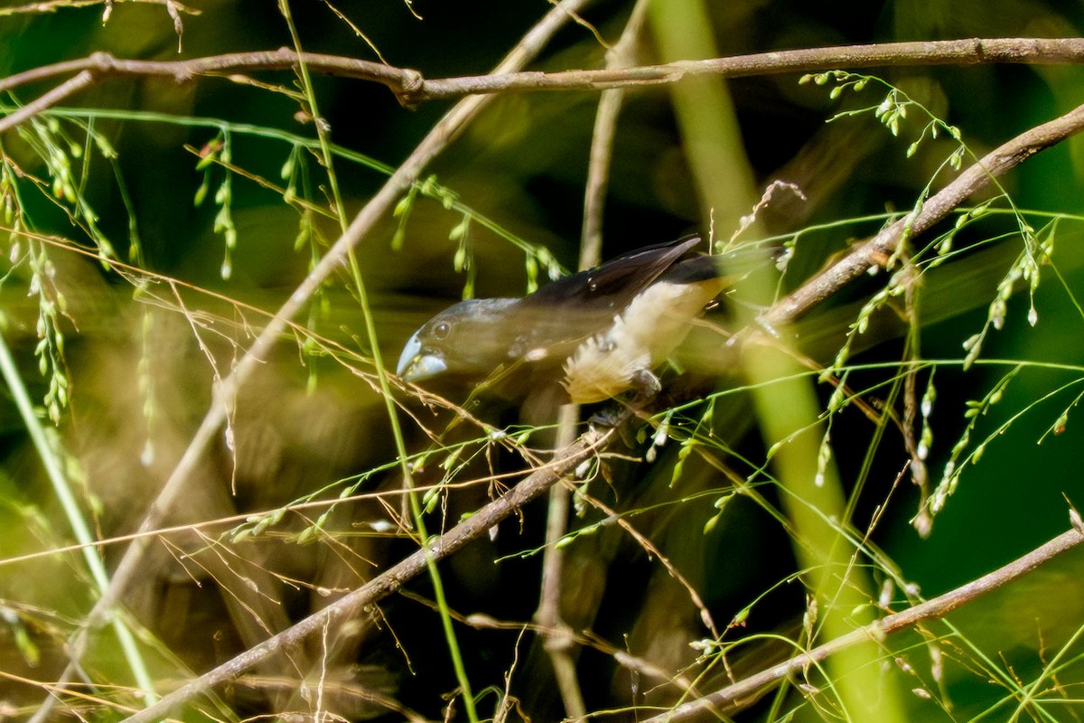 Black-and-white Mannikin - ML651749735