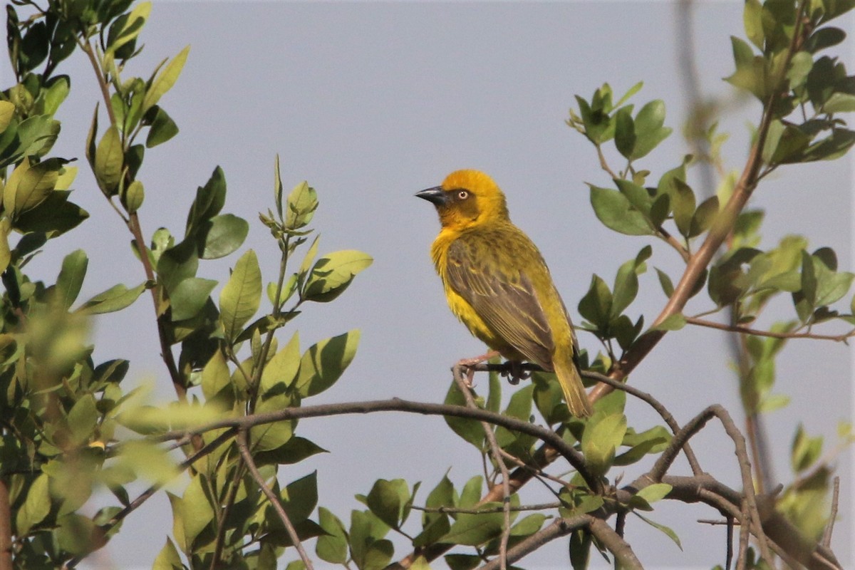 Tejedor de Bocage - ML651750163