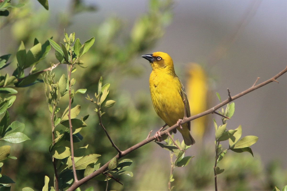 Tejedor de Bocage - ML651750165