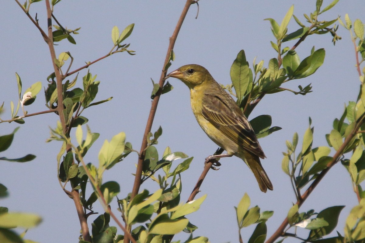 Tejedor de Bocage - ML651750166