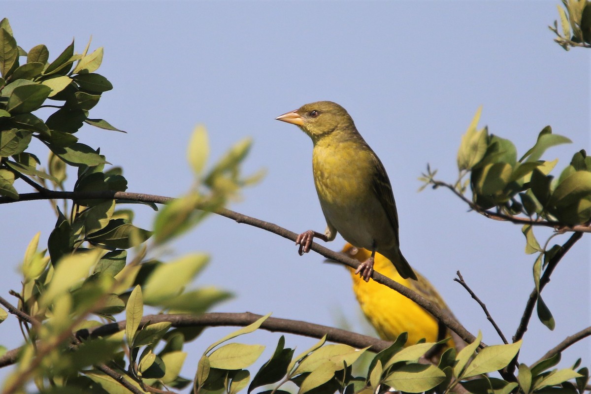 Tejedor de Bocage - ML651750167