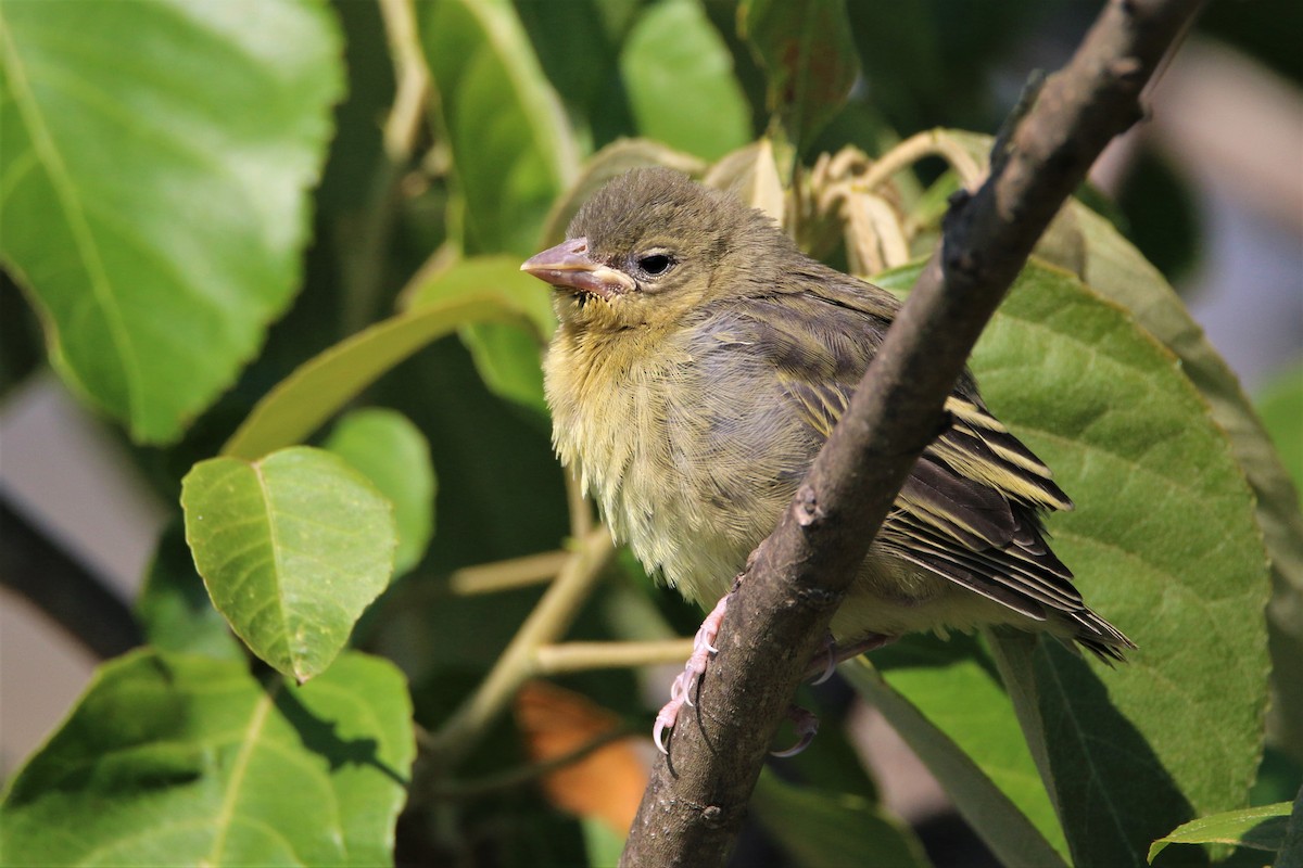 Tejedor de Bocage - ML651750169