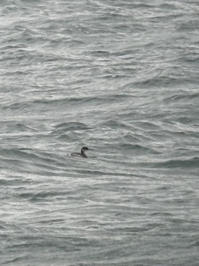 Red-necked Grebe - ML651750591