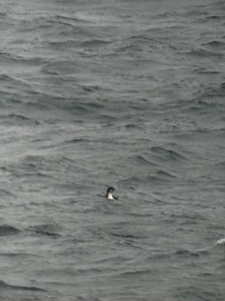 Pacific Loon - ML651750600