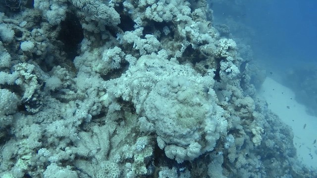 Scorpionfishes - ML651751097