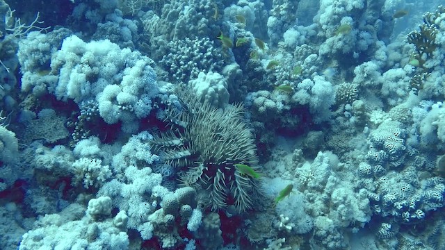 Red sea crown-of-thorns - ML651751098