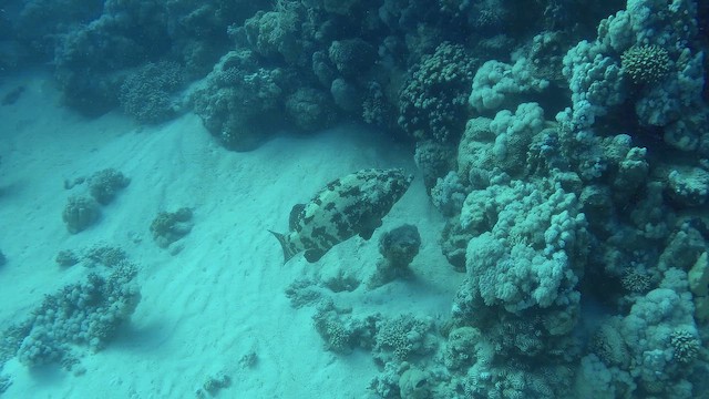Brown-marbled Grouper - ML651751100