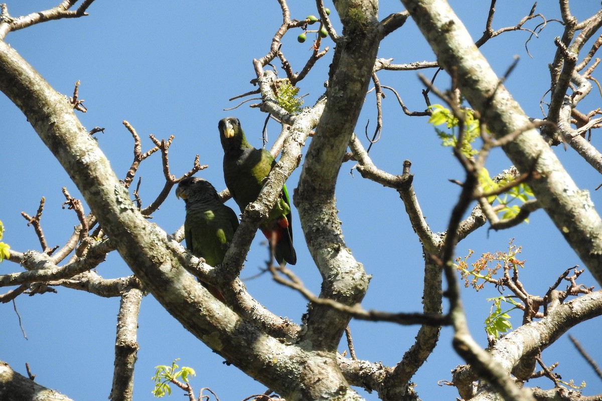 Scaly-headed Parrot - ML65175141