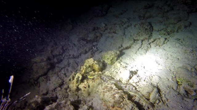 Lion's Paw Sea Cucumber - ML651751416