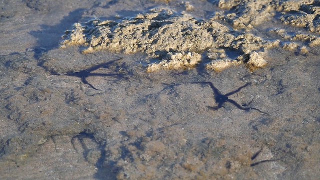 Brittle Stars - ML651751417