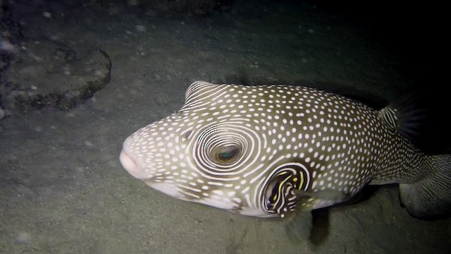 Stripebelly Puffer - ML651751418