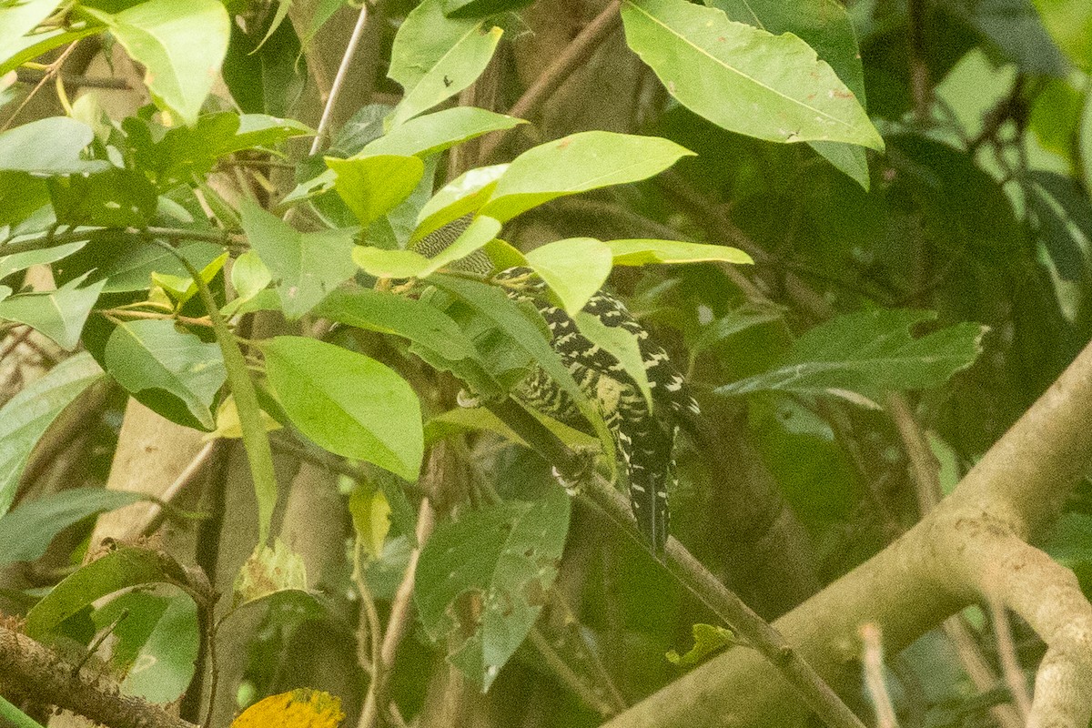 ヒメカレハゲラ - ML651751566