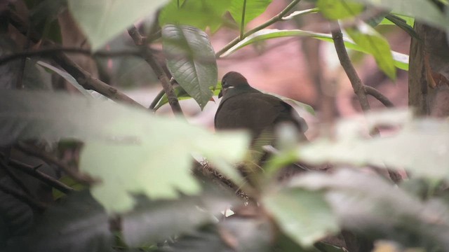 Phapitréron à oreillons blancs - ML651751610