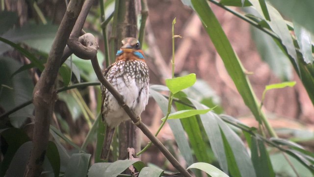 Martin-chasseur tacheté - ML651751723