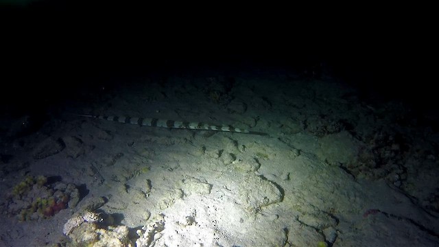 Bluespotted Cornetfish - ML651752333