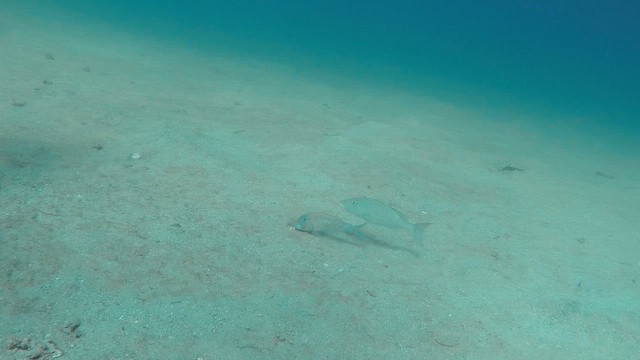 Blue Goatfish - ML651752334