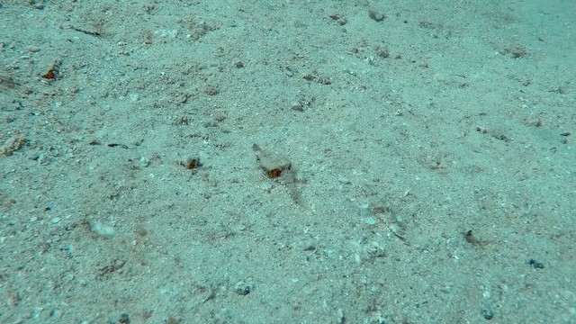 Dragon Sea Moth - ML651752335
