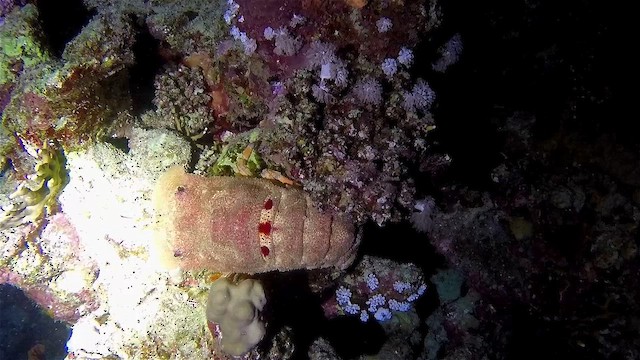 Clamkiller slipper lobster - ML651752337