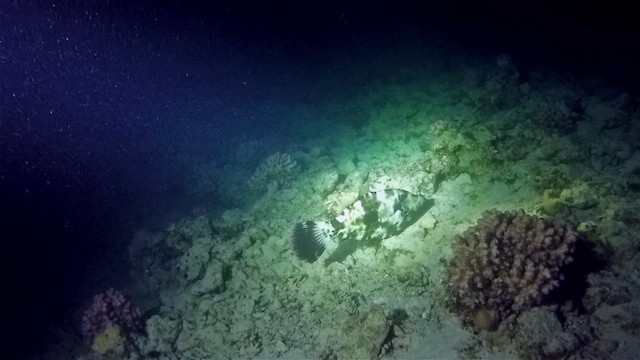 Scrawled Filefish - ML651752338
