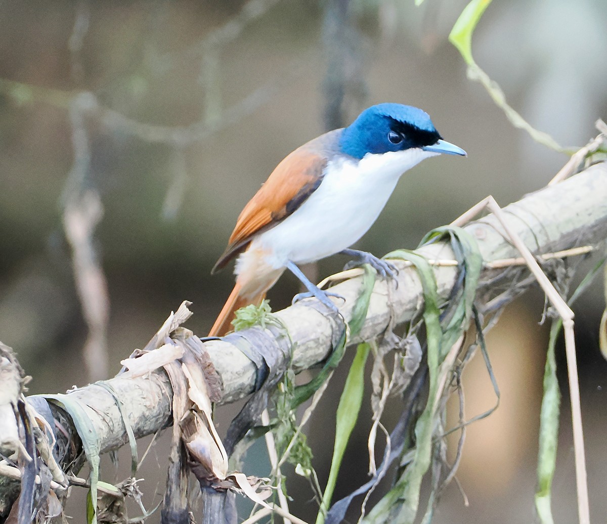 Monarque luisant - ML651752376