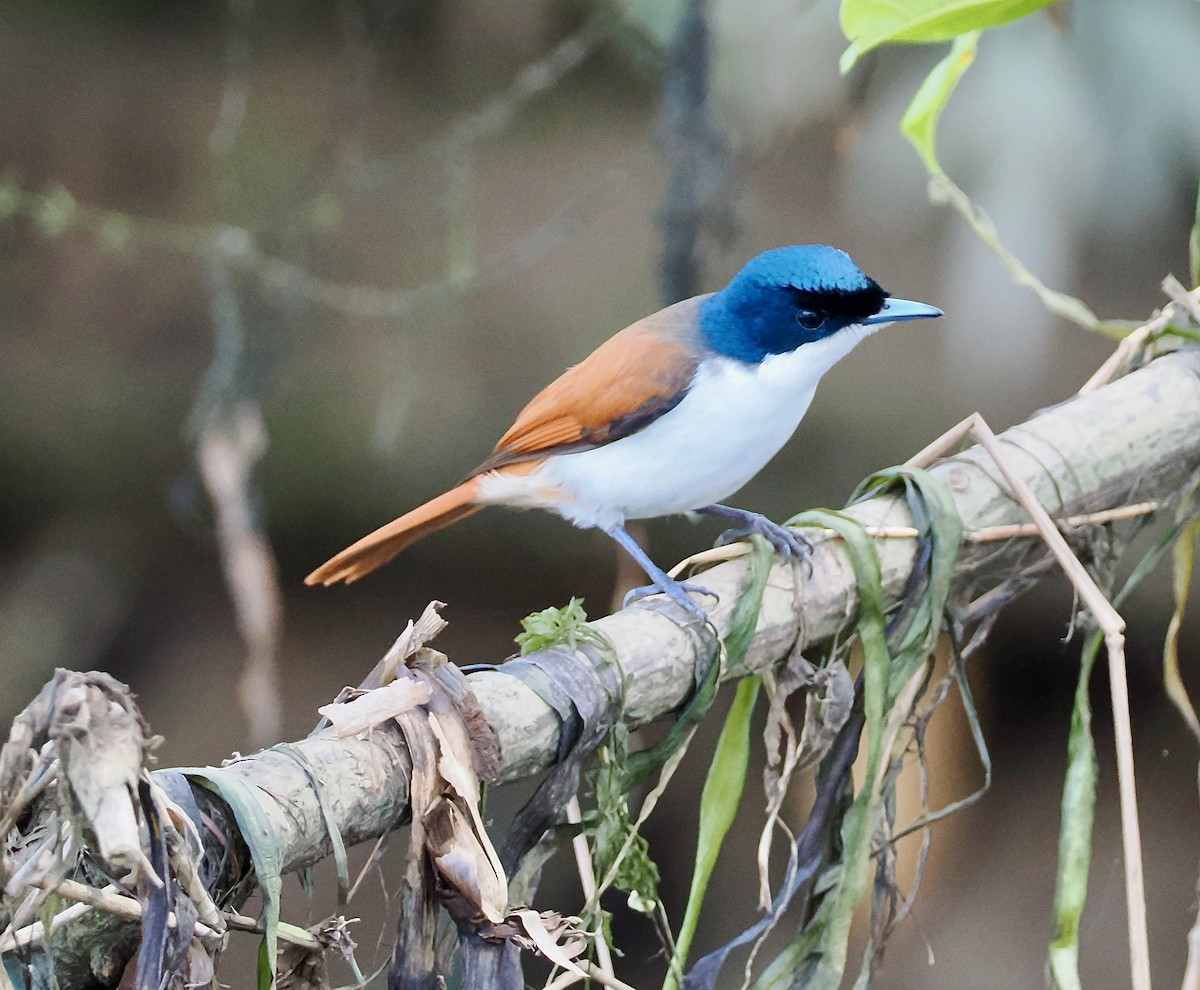 Monarque luisant - ML651752434