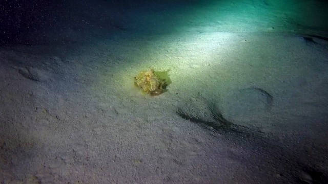 Red Sea Anemone Hermit Crab - ML651752469
