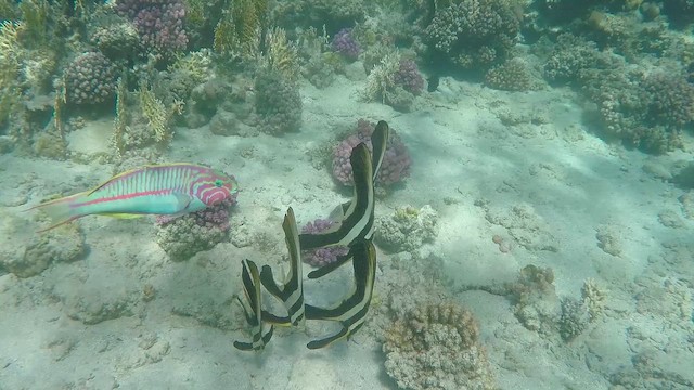 Longfin Batfish - ML651752477