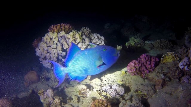 Blue Triggerfish - ML651752482