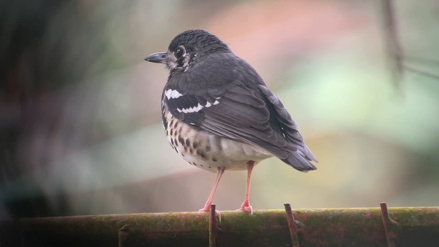 Grive cendrée - ML651752544