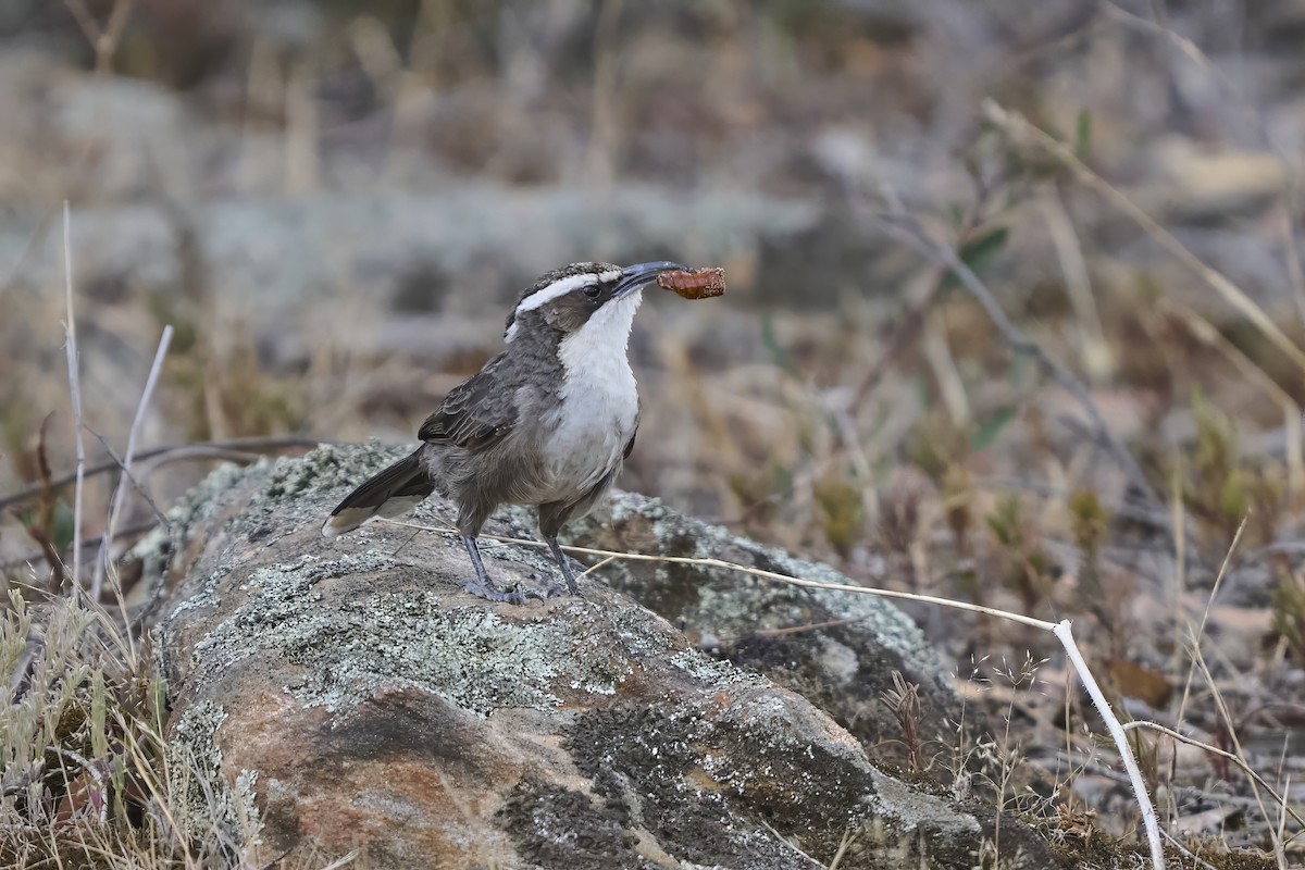Pomatostome bridé - ML651752806
