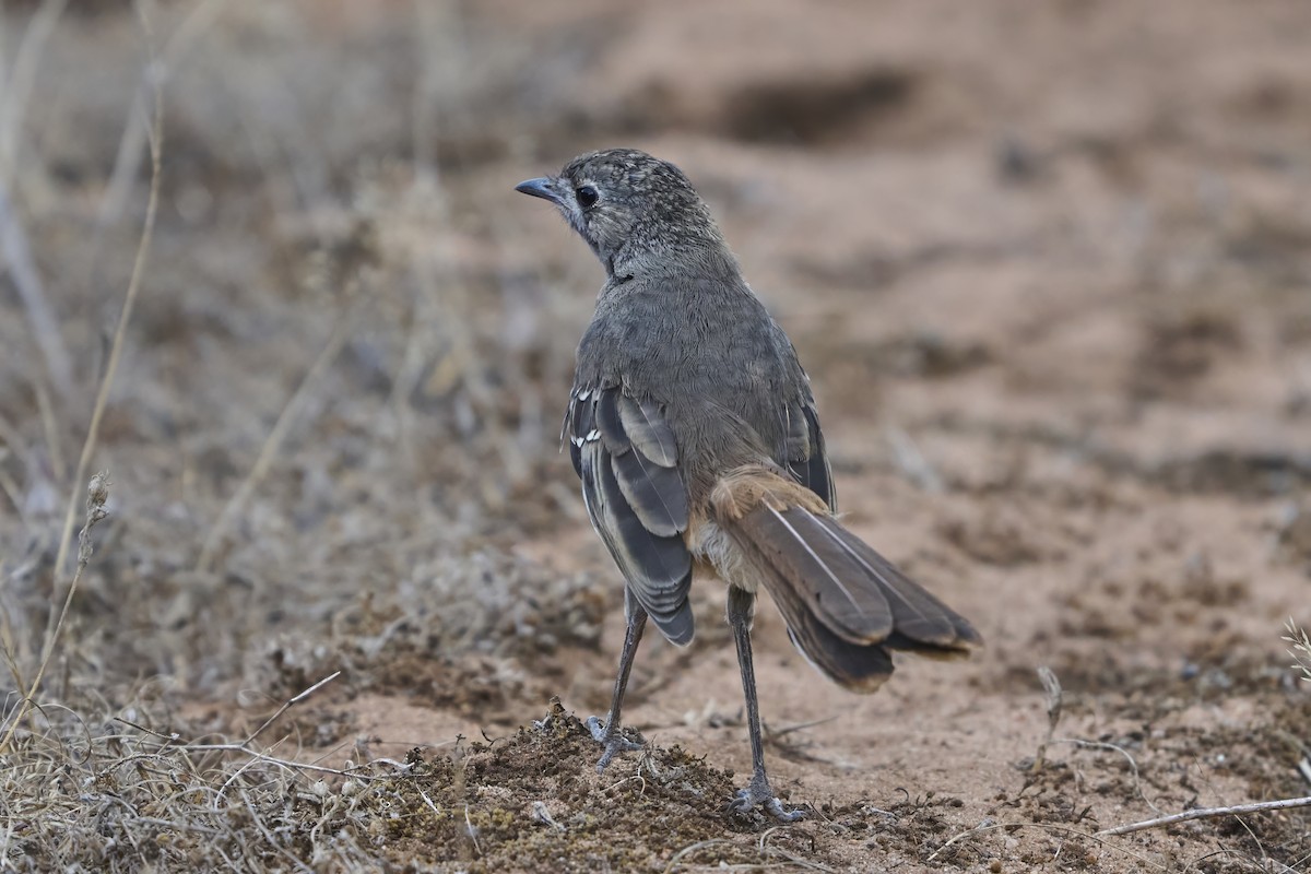 Drymode à croupion brun - ML651752883