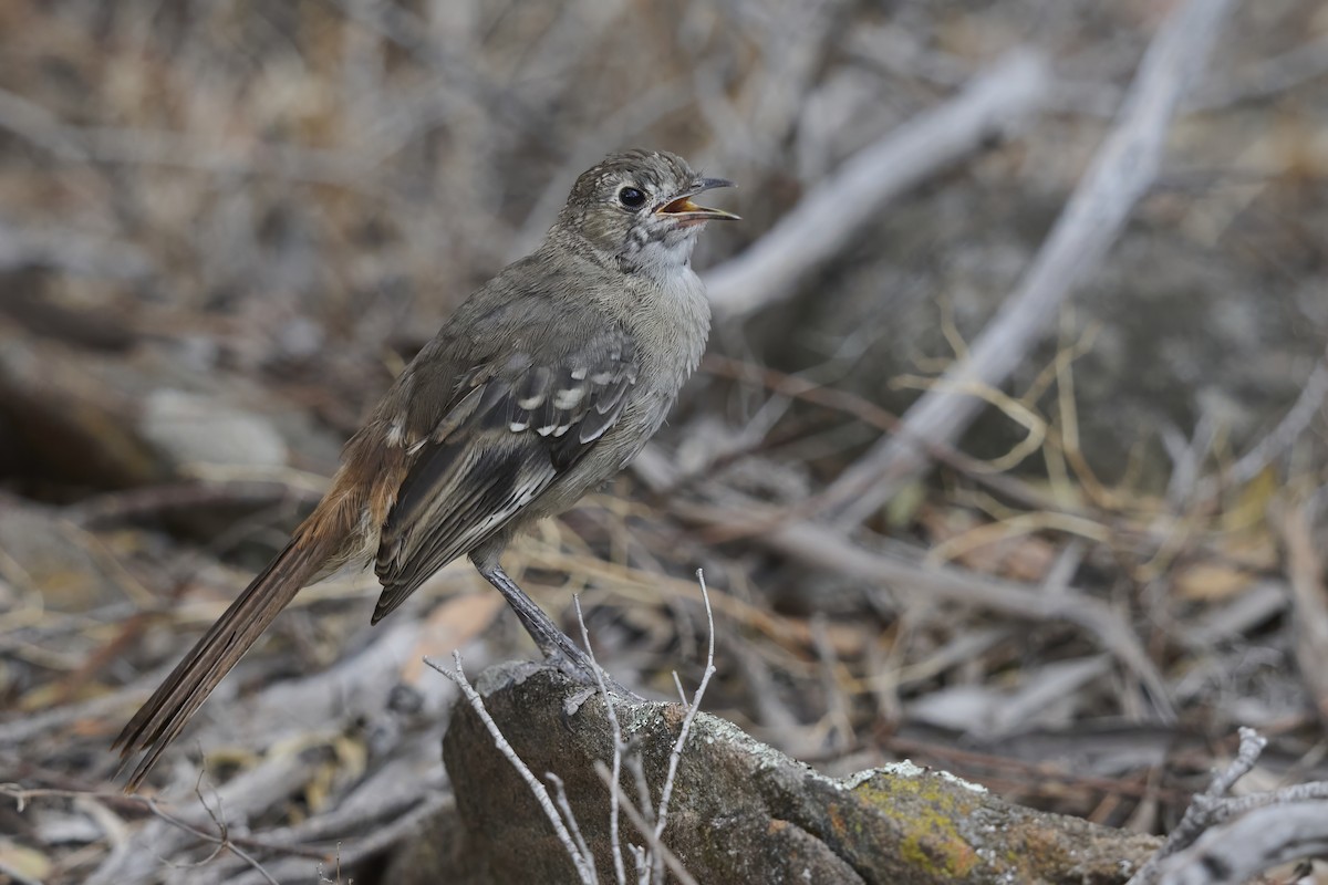 Drymode à croupion brun - ML651752901
