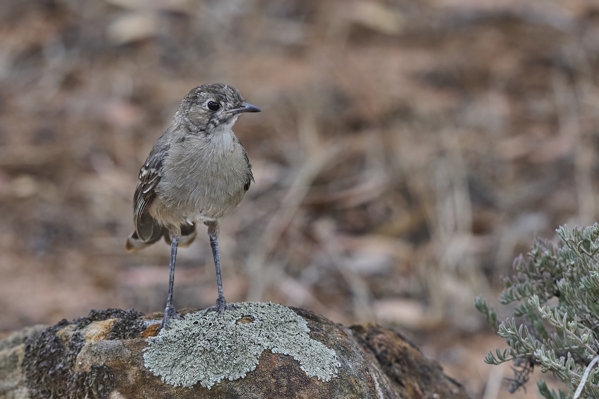 Drymode à croupion brun - ML651752904